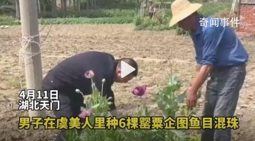 男子菜地里种罂粟和虞美人混一起 还想鱼目混珠