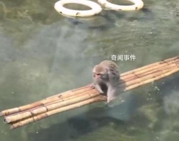 动物园回应网红猴被欺负困在水中 没有霸凌它会游泳
