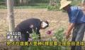 男子菜地里种罂粟和虞美人混一起 还想鱼目混珠