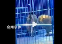 警方回应马戏团狮子出逃冲向观众席 无人员伤亡