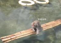 动物园回应网红猴被欺负困在水中 没有霸凌它会游泳