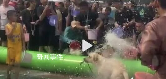 泼水节连狗路过都得淋两桶水再走 节日氛围浓厚