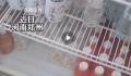 男子吃自助餐取饮料每瓶都是山寨货 模仿成了市场上流行的产品
