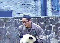 熊猫胡萝卜卡喉饲养员海姆立克施救 很快胡萝卜块成功掉出