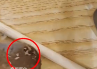 女子称吃黄焖排骨发现满嘴是蛆 目前双方未就赔偿问题达成一致