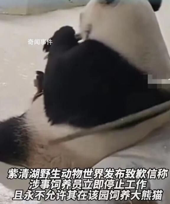饲养员拍打大熊猫被停工 多人求情