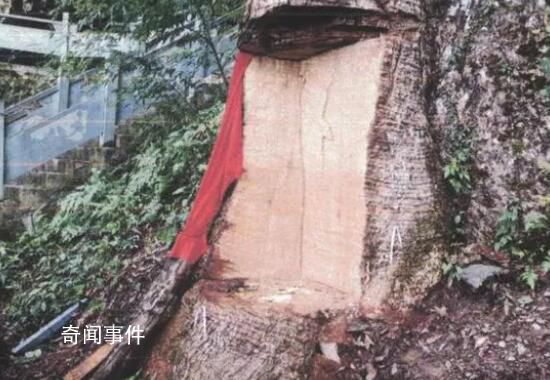 2600岁“古楠木王”被盗割 11人因盗割2600岁古树获刑