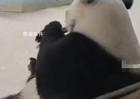 饲养员拍打大熊猫被停工 多人求情