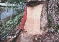 2600岁“古楠木王”被盗割 11人因盗割2600岁古树获刑