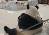 饲养员用竹竿大熊猫暖暖 园方回应