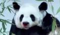 旅泰大熊猫林惠死亡 4月18日出现生病症状