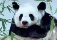 旅泰大熊猫林惠死亡 4月18日出现生病症状