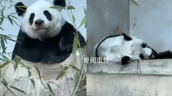 泰国保险公司将为熊猫赔付1500万泰铢 具体死因还需要等进一步医检确认