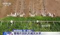 全国累计超10亿亩的高标准农田 农业生产有序开展
