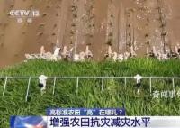 全国累计超10亿亩的高标准农田 农业生产有序开展