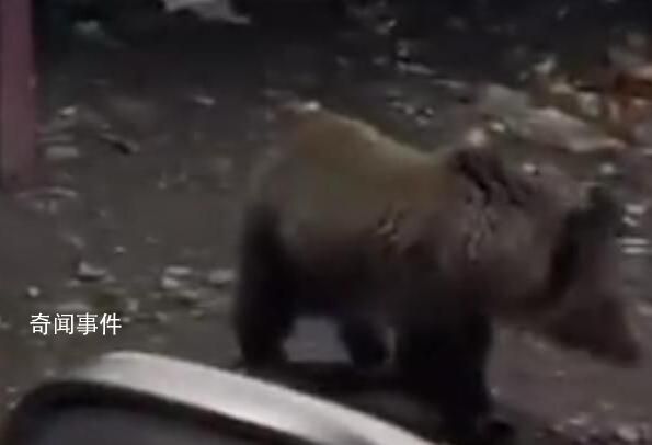 男子自驾遇18头棕熊觅食 有熊爬到车上