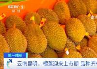 榴莲批发价1斤低至20元 开始大量上市