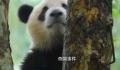大熊猫福禄疑淋雨 成都基地回应