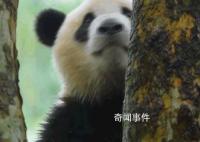 大熊猫福禄疑淋雨 成都基地回应