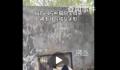 园方回应熊猫阿宝耳朵被咬成V形 无大碍繁殖期较激动