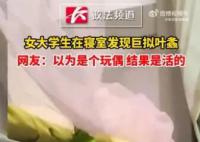 大学生在寝室发现巨拟叶螽 是我国现存最大的螽斯