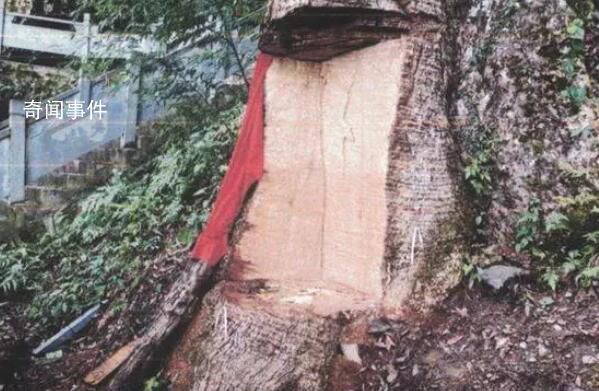 贵州2600岁古楠木王被盗割 11人获刑