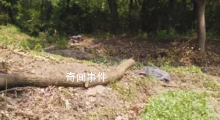 网传“农管”砍树拔菜 基层人员发声