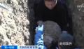 浙江一大坝挖出生长十几年白蚁后 超百万只白蚁