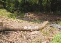 网传“农管”砍树拔菜 基层人员发声