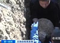 浙江一大坝挖出生长十几年白蚁后 超百万只白蚁