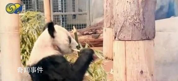 丫丫预计27日下午抵达上海 特制航空箱运送