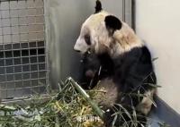 丫丫将于当地时间4月26日回国 专机大约在中午12点起飞