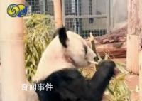 丫丫预计27日下午抵达上海 特制航空箱运送
