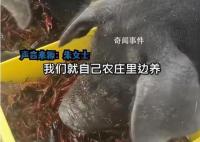 女子每天用上百斤小龙虾喂猪 回应：自己养殖的虾日产千斤