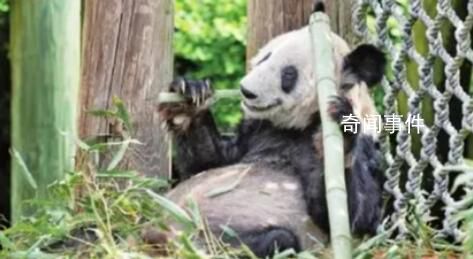 “丫丫”落地时现场接机群众欢呼 纷纷用自己独特的方式欢迎丫丫回家
