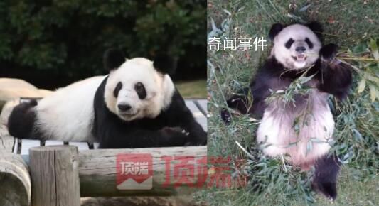 旅美大熊猫“乐乐”死因报告发布 心脏病变可能是导致其死亡的主要原因