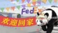 旅美大熊猫“丫丫”专机已降落上海 丫丫终于回来了