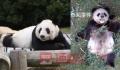 旅美大熊猫“乐乐”死因报告发布 心脏病变可能是导致其死亡的主要原因