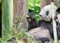 “丫丫”落地时现场接机群众欢呼 纷纷用自己独特的方式欢迎丫丫回家