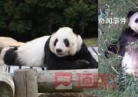 旅美大熊猫“乐乐”死因报告发布 心脏病变可能是导致其死亡的主要原因
