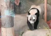 丫丫预计今天下午抵达上海 预计在4月27日下午16：55到达上海浦东国际机场