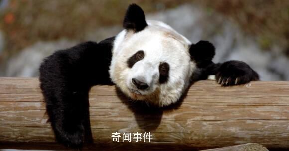 “丫丫”回国后首次露面 对着镜头打招呼