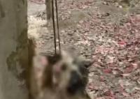 警方通报网红偷猫后在小树林虐杀 已对涉事人治安拘留