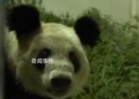 让“丫丫”成为熊猫界幸福的公主 一起来看丫丫的眼睛亮晶晶