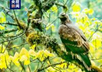 四川瓦屋山首次发现猛禽之王 发现国家一级保护动物金雕