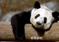“丫丫”回国后首次露面 对着镜头打招呼