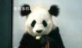 官方证实大熊猫小丫因尿毒症去世 因尿毒症于去年6月去世