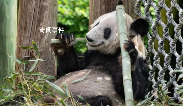 “丫丫到家”被抢注商标 当前商标状态均为等待实质审查