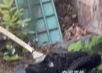 圆明园黑天鹅“芳芳”暴毙 引发普遍关注