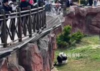 游客违规给大熊猫投喂可乐 回应：震生没有喝到可乐